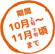 期間10月上旬～11月下旬まで